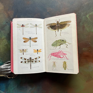 A Field Book to Insects by Frank E. Lutz, PH.D.-United States Nature Pocket Guide-antique field guide-view of the full-color illustrations