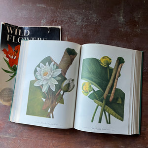 RESERVED FOR STEPHANIE - Wild Flowers Of America by Mary Vaux Walcott