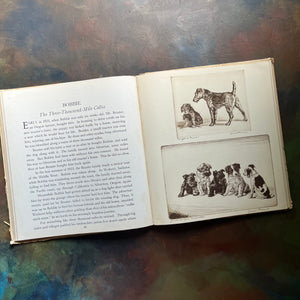 Real Tales of Real Dogs by Albert Payson Terhune-Diana Thorne-antique dog storybook-view of the illustraions