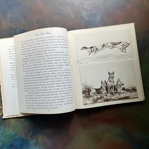 Real Tales of Real Dogs by Albert Payson Terhune-Diana Thorne-antique dog storybook-view of the illustrations