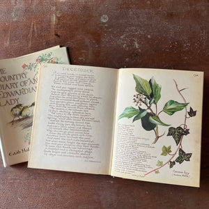 vintage nature sketchbook & diary - The Country Diary of An Edwardian Lady written & illustrated by Edith Holden - view of the illustrations in December