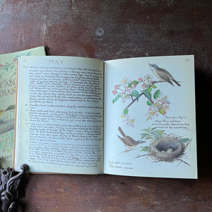 Vintage Nature Sketchbook, nature illustrations - The Country Diary of An Edwardian Lady written and illustrated by Edith Holden - view of the illustrations