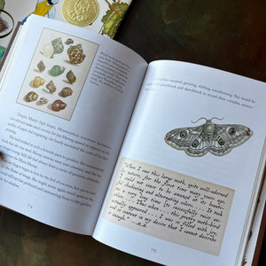 The Girl Who Drew Butterflies-How Maria Merian's Art Changed Science-written by Joyce Sidman with illustrations by Maria Merian-a Robert F. Sibert Medal Winner-living science children's book-view of the illustrations