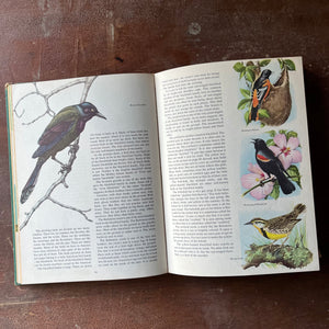 vintage children's non-fiction, vintage non-fiction – nature books, natural history books – The Golden Treasury of Natural History by Bertha Morris Parker - view of the illustrations of birds