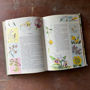 vintage children's non-fiction, vintage non-fiction – nature books, natural history books – The Golden Treasury of Natural History by Bertha Morris Parker - view of the illustrations of flowers