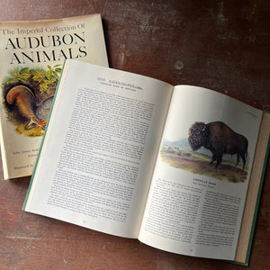 vintage nature art book, vintage art prints - The Imperial Collection of Audubon Animals by John James Audubon - view of the illustration of an American buffalo & its information