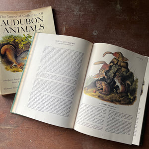 vintage nature art book, vintage art prints - The Imperial Collection of Audubon Animals by John James Audubon - view of the illustrations of chipmunks with their information listed