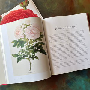 The Rose an Illustrated History written by Peter Harkness with illustrations by Pierre Joseph Redoute-rose flower prints for framing-nature book-coffee table book-view of the illustrations by Pierre Joseoph Redoute.