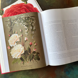 The Rose an Illustrated History written by Peter Harkness with illustrations by Pierre Joseph Redoute-rose flower prints for framing-nature book-coffee table book-view of the full page rose prints