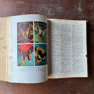 Webster's New Twentieth Century Unabridged Dictionary-1968 Edition-vintage dictionary-view of the photographs