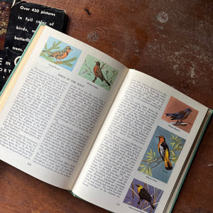 vintage nature guide - Wildlife in Color written & illustrated (includes other illustrators as well) by Roger Tory Peterson - sponsored by National Wildlife Federation - view of the illustrations of birds