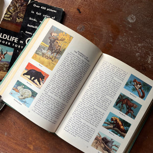 vintage nature guide - Wildlife in Color written & illustrated (includes other illustrators as well) by Roger Tory Peterson - sponsored by National Wildlife Federation - view of the illustrations of mammals