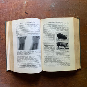 Adventures in Living Things: A General Biology - 1938 Edition - inside view