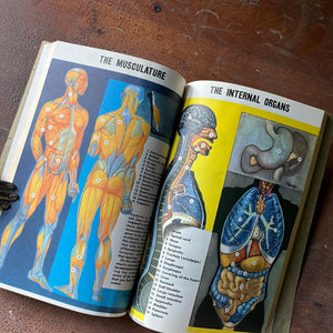 The American Red Cross First Aid Textbook 4th Edition - book opened to show two full-page, full-color illustrations & shown sitting on a wood table