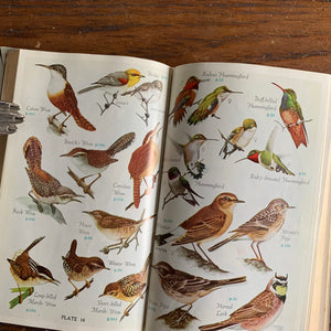 Audubon Land Bird Guide - Full Page Illustrations