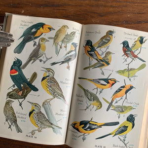 Audubon Land Bird Guide - Full Color Illustrations