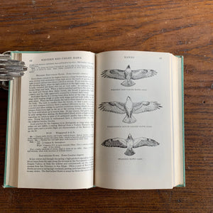 Birds of the Pacific States by Ralph Hoffmann - Wing Diagrams