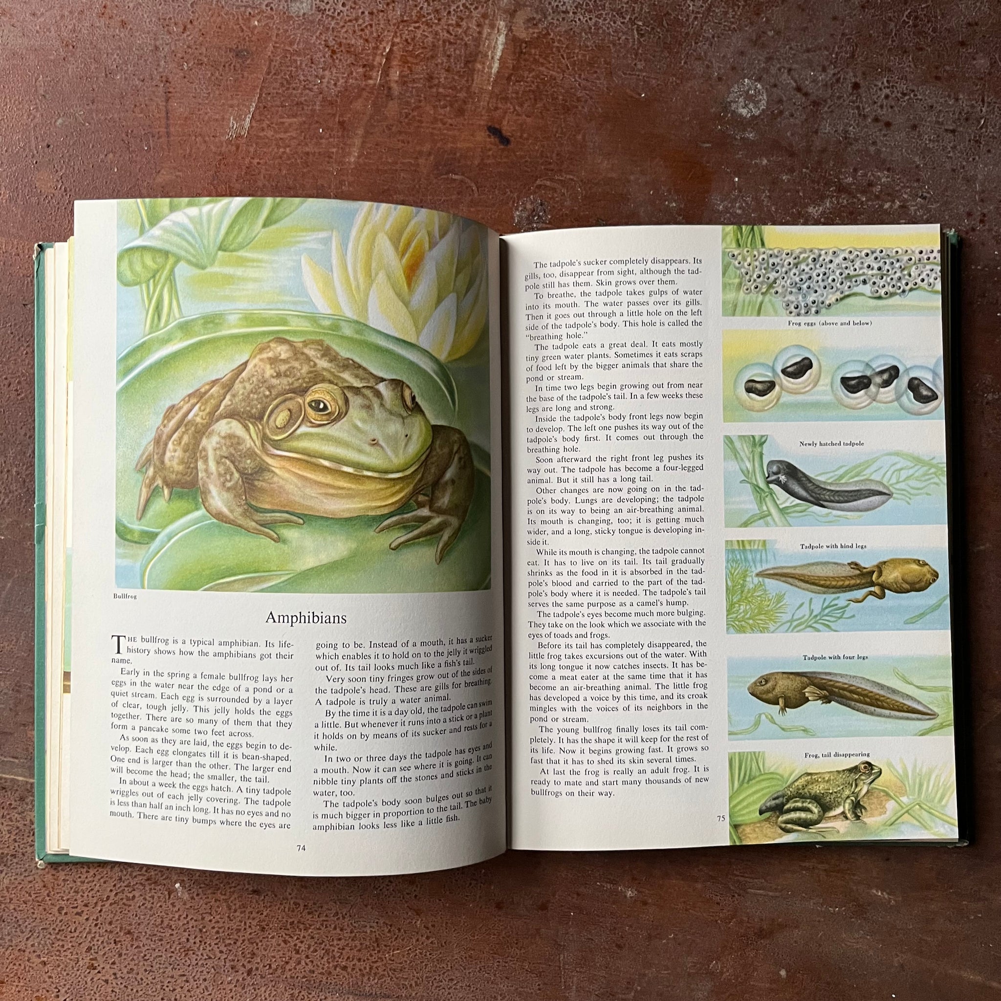 The Golden Treasury of Natural History by Bertha Morris Parker - 1952 ...