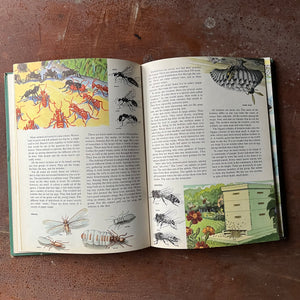 Log Cabin Vintage – vintage non-fiction – nature books, natural history books – The Golden Treasury of Natural History by Bertha Morris Parker - view of the illustrations of insects