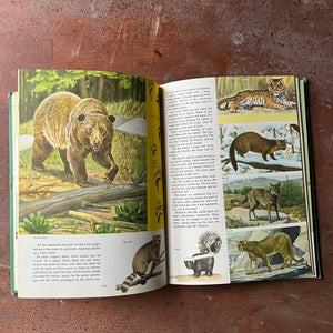 Log Cabin Vintage – vintage non-fiction – nature books, natural history books – The Golden Treasury of Natural History by Bertha Morris Parker - view of the illustrations of mammals