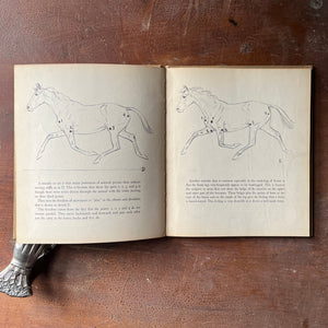 Title:  The Horse:  His Gaits, Points & Conformation by Paul Brown - 1943 Edition - illustrations of different gates of the horse
